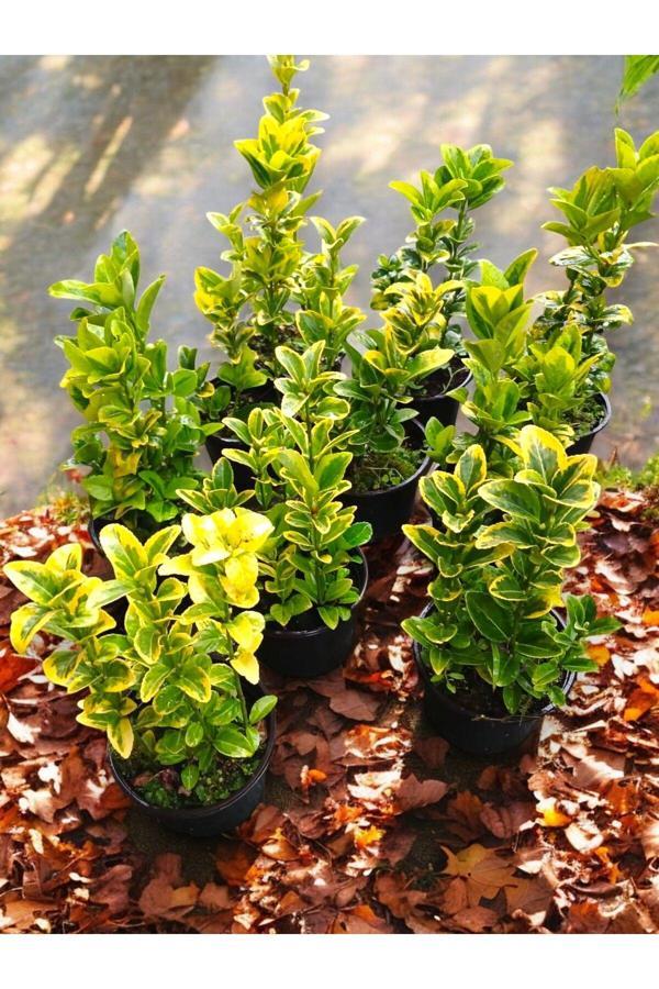 10 Adet Gold Taflan Fidanı Altuni Alacalı Taflan Bitkisi 20-30 CM - Image 1