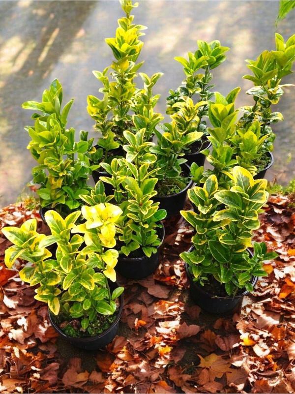 10 Adet Gold Taflan Fidanı Altuni Alacalı Taflan Bitkisi 20-30 CM - Image 1