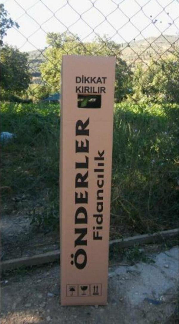 Beyaz Renkli Arap Yasemin Fidanı Saksılı [rhyncospermum Jasminoides] - Image 1