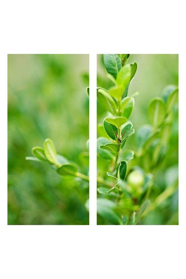 Videolu Şimşir Çalı 30-40 Cm Saksılı/tüplü Dış Mekan Bitkileri (BUXUS MİCROPHYLLA 'FAULKNER') - Image 1