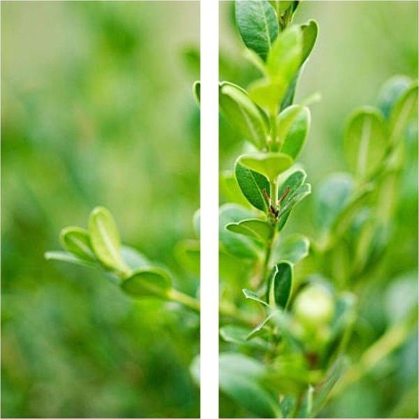 Videolu Şimşir Çalı 30-40 Cm Saksılı/tüplü Dış Mekan Bitkileri (BUXUS MİCROPHYLLA 'FAULKNER') - Image 1