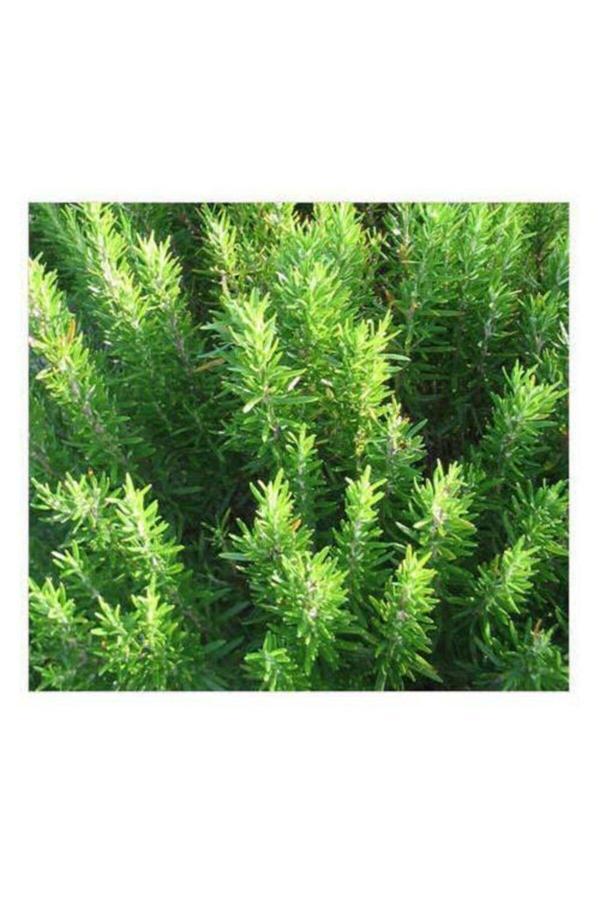 Biberiye Çiçeği Fidanı - Tüplü 30-50 Cm - Image 1
