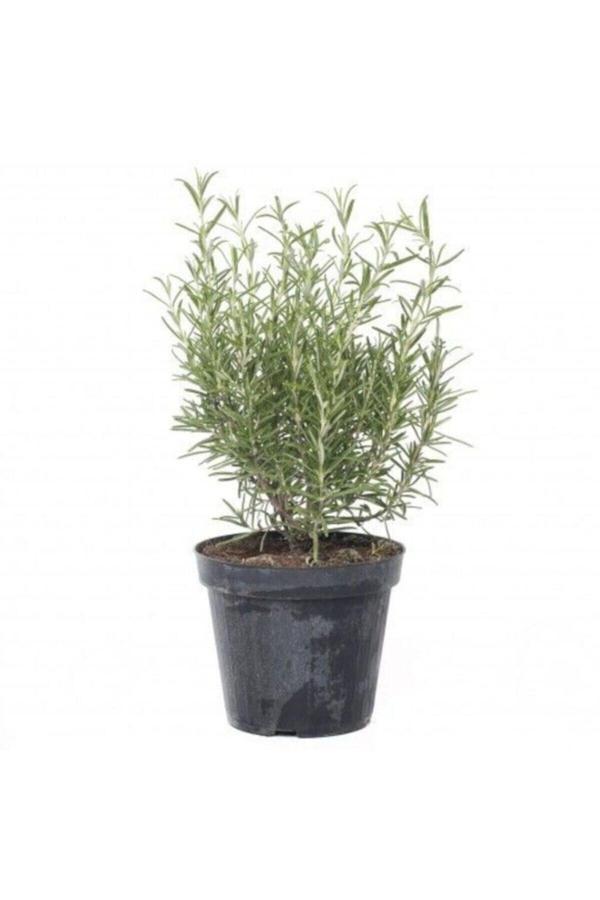 Biberiye Fidanı +30 cm - Image 1