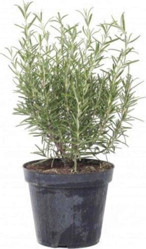 Biberiye Fidanı +30 cm - Image 1