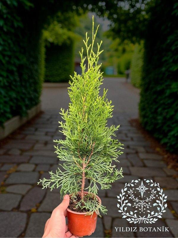 Smaragd Batı Mazısı Fidanı Thuja Occidentalis Smaragd Çam Ağacı 30-40 CM - Image 1