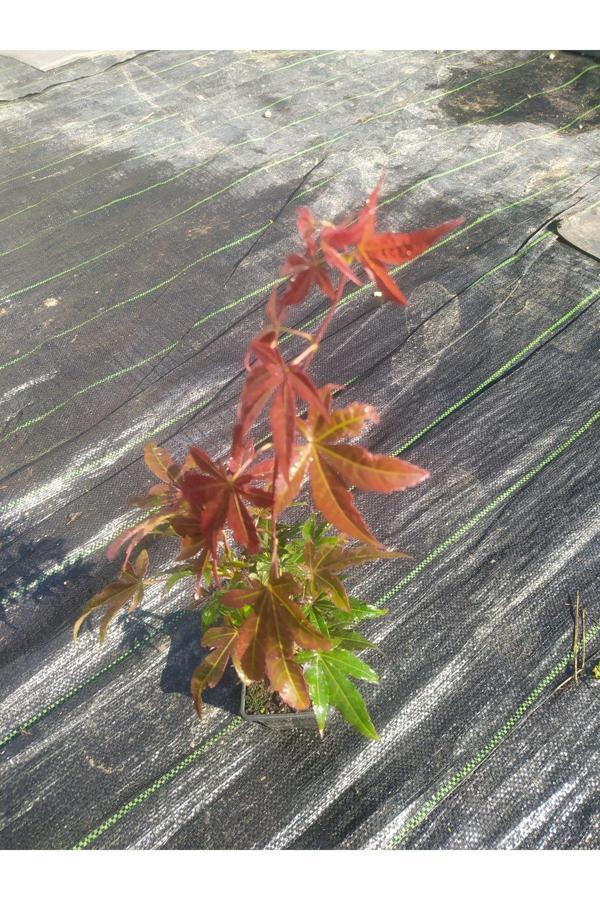 Kırmızı Japon Akçaağacı Fidanı - Acer Palmatum 40-60 cm - Image 1