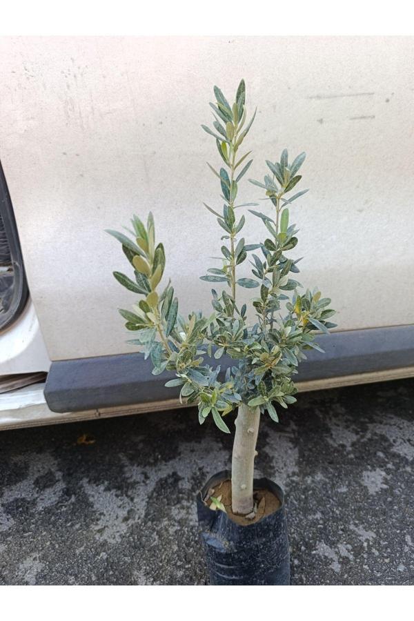 Soğuklara Dayanıklı Gemlik Tipi Zeytin Fidanı 2 Yaş - Image 1