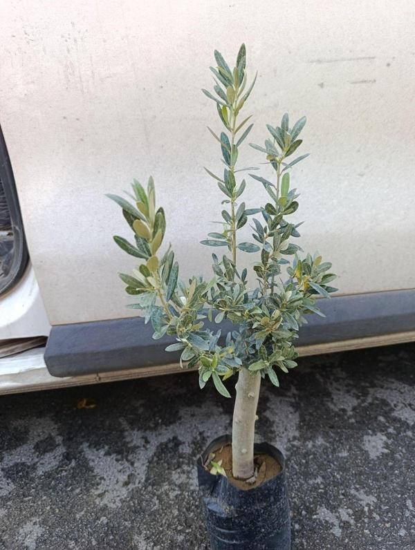 Soğuklara Dayanıklı Gemlik Tipi Zeytin Fidanı 2 Yaş - Image 1