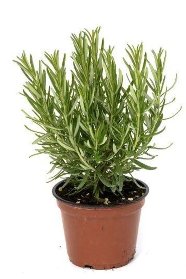 Biberiye Fidesi Saksılı 20cm-35cm - Image 1