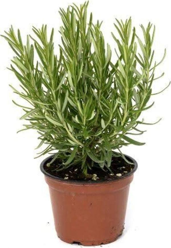 Biberiye Fidesi Saksılı 20cm-35cm - Image 1
