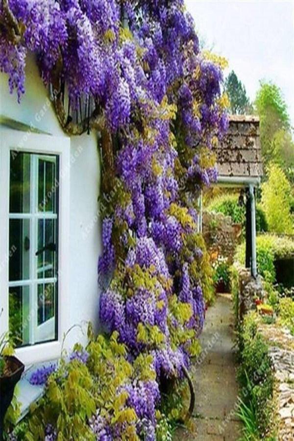 Wisteria Sinensis Kokulu Çin Morsalkım Mor Salkım Fidanı 20 Cm - Image 1