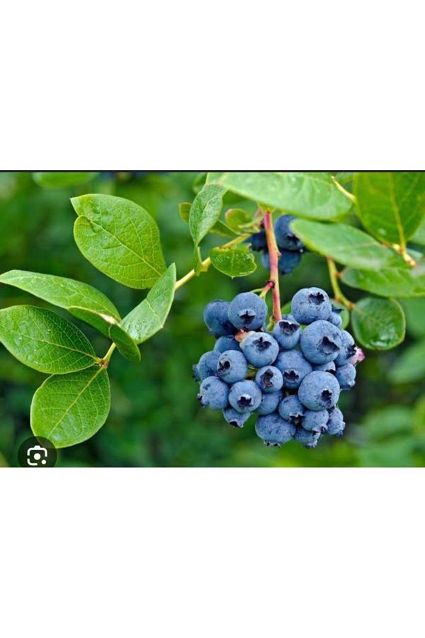 Yaban Mersini Fidanı - Mavi Yemiş - Blueberry - Saksılı - Image 1