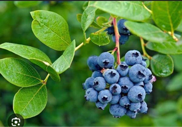 Yaban Mersini Fidanı - Mavi Yemiş - Blueberry - Saksılı - Image 1