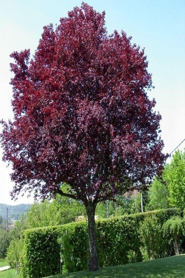 Kırmızı Yapraklı Süs Eriği Ağacı Fidanı 100-120 Cm 2 Yaşında - Image 1