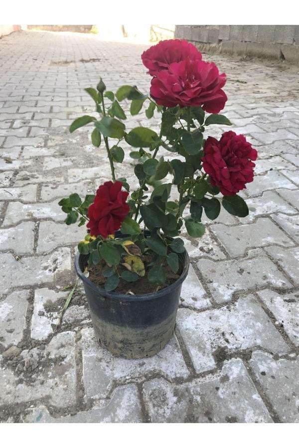 Kırmızı Yediveren Aşılı Gül Fidanı Saksıda Gerçek Resim - Image 1