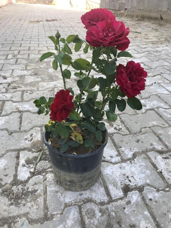 Kırmızı Yediveren Aşılı Gül Fidanı Saksıda Gerçek Resim - Image 1