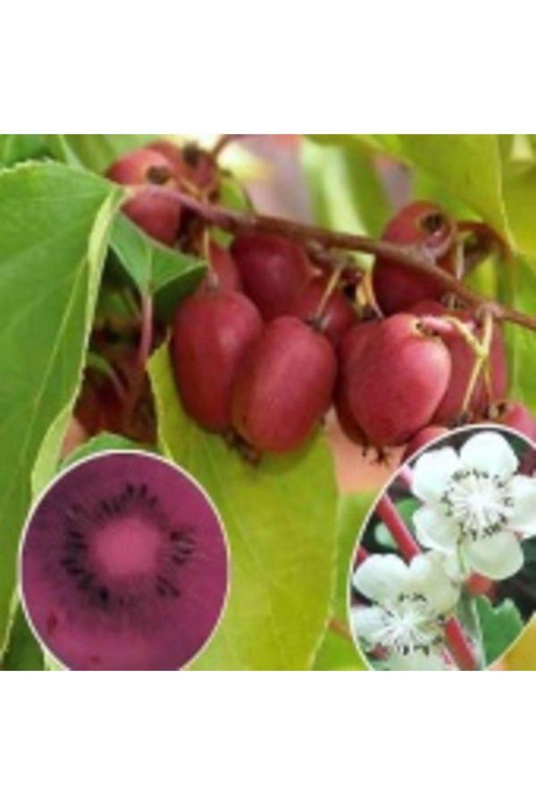 Kivi Fidanı  Mini Kivi Actinidia arguta Weiki - Image 1