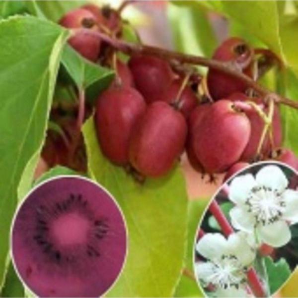 Kivi Fidanı  Mini Kivi Actinidia arguta Weiki - Image 1