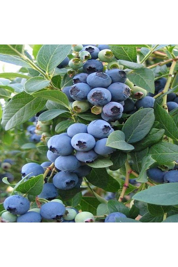 Yaban Mersini Fidanı Blueberry Bluecrop Saksıda - Image 1