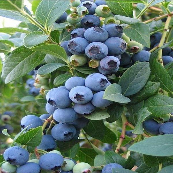 Yaban Mersini Fidanı Blueberry Bluecrop Saksıda - Image 1