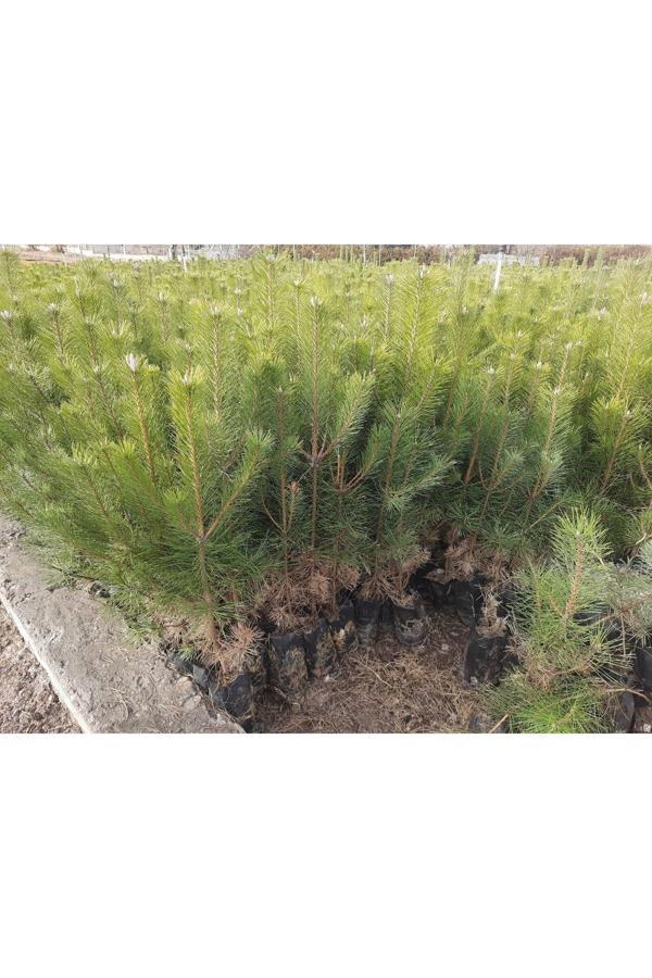 100 Adet Çam Fidanı 30 -40 Cm Toplu Dikimler ve Hediye İçin Uygundur - Image 1