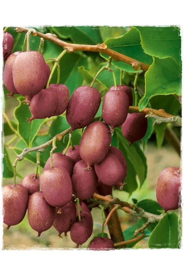Kivi Fidanı Mini Actinidia arguta Ananas Naya - Image 1