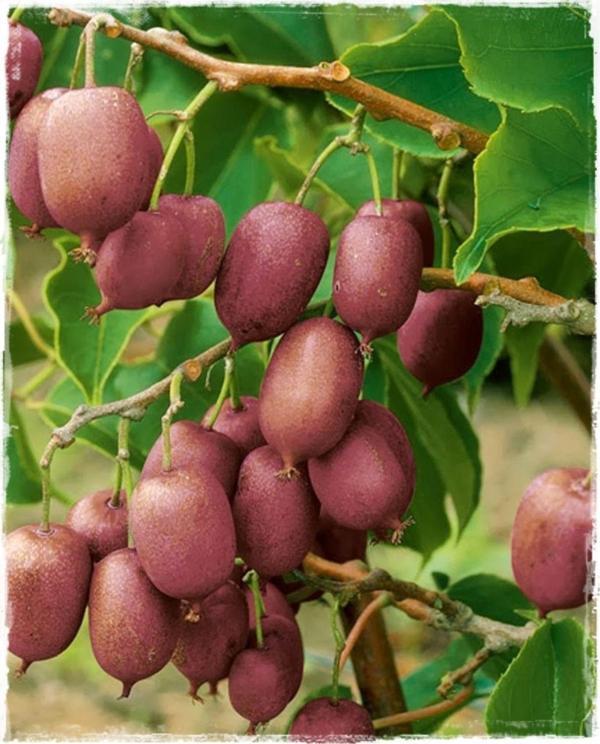 Kivi Fidanı Mini Actinidia arguta Ananas Naya - Image 1