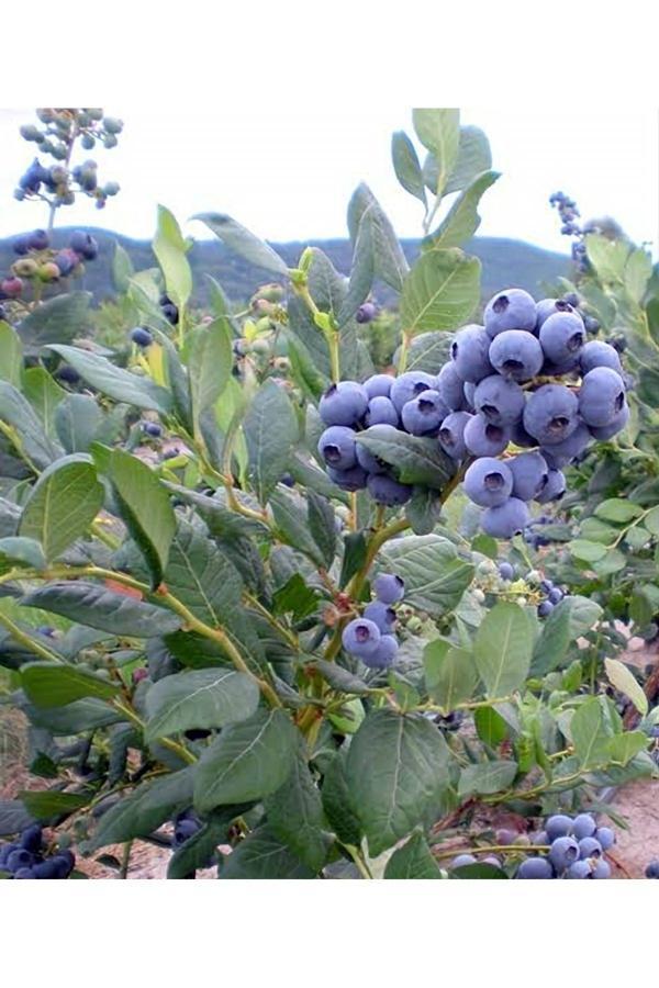 Yaban Mersini Saksılı Blueberry 30 - 50 cm Saksıda Meyve Verir Durumda - Image 1