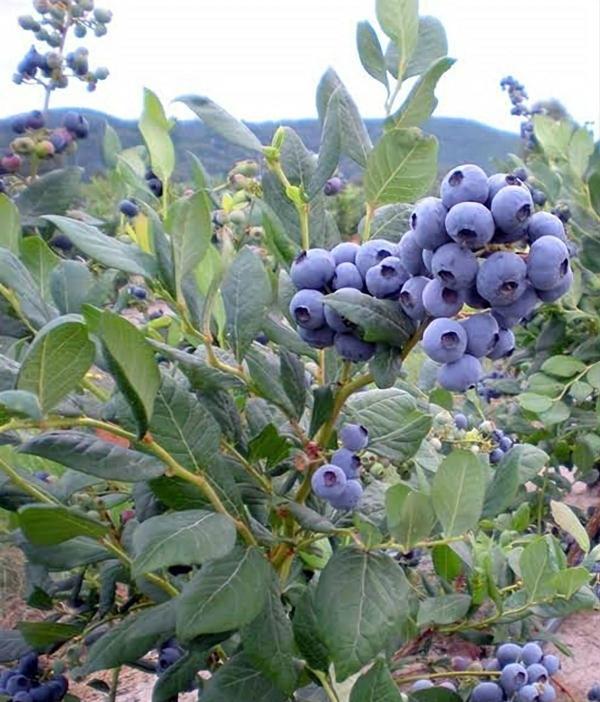 Yaban Mersini Saksılı Blueberry 30 - 50 cm Saksıda Meyve Verir Durumda - Image 1