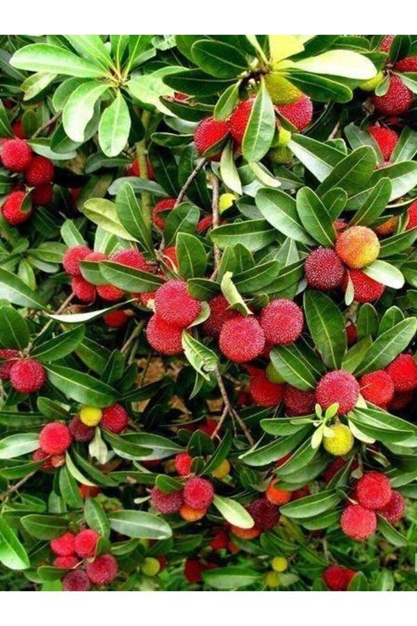 Kocayemiş Dağ Çileği Fidanı Arbutus unedo, 30-50 cm, Saksıda - Image 1
