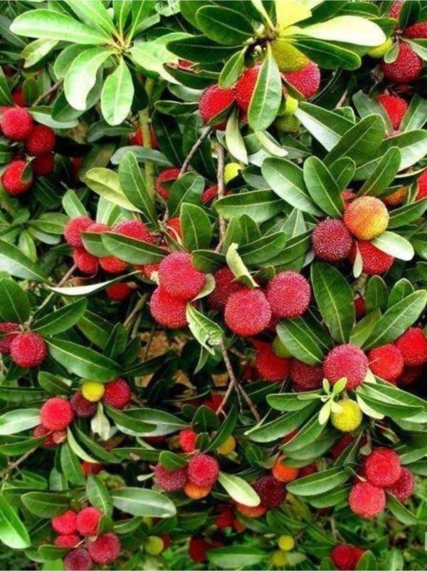 Kocayemiş Dağ Çileği Fidanı Arbutus unedo, 30-50 cm, Saksıda - Image 1
