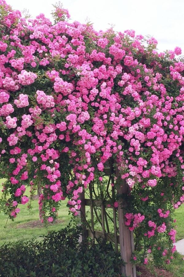 Yediveren Cins Pembe Sarmaşik Gül 1 Adet Açık Kök - Image 1