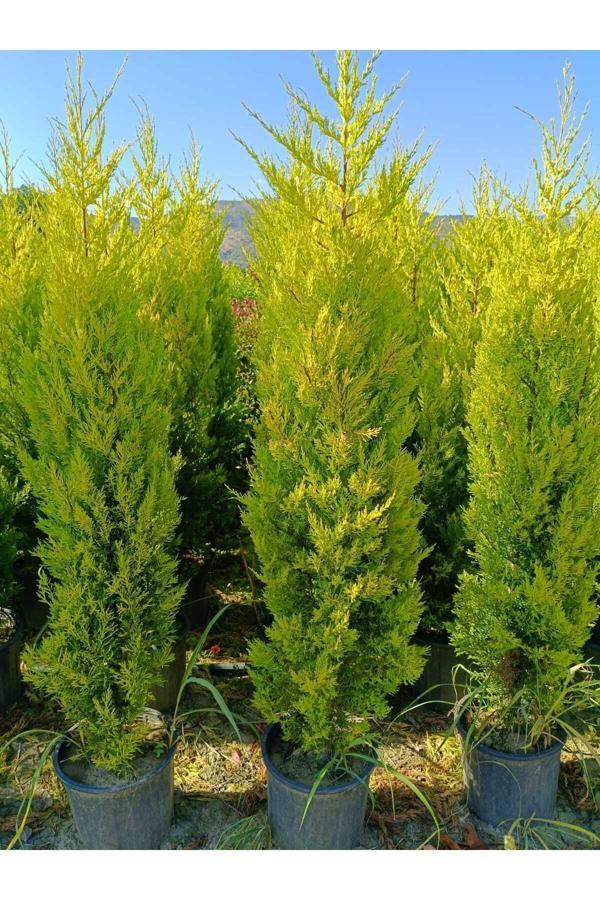 Kokulu Limon Çamı 35-50 cn - Image 1