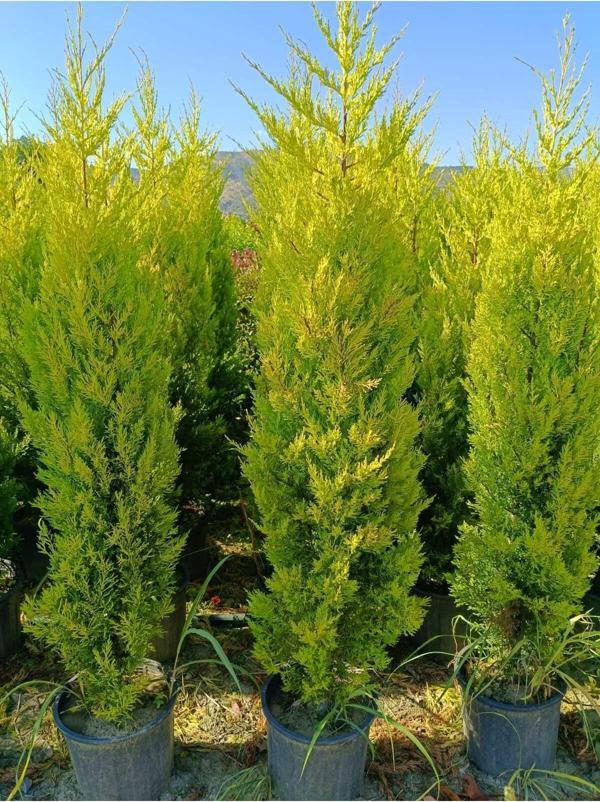 Kokulu Limon Çamı 35-50 cn - Image 1
