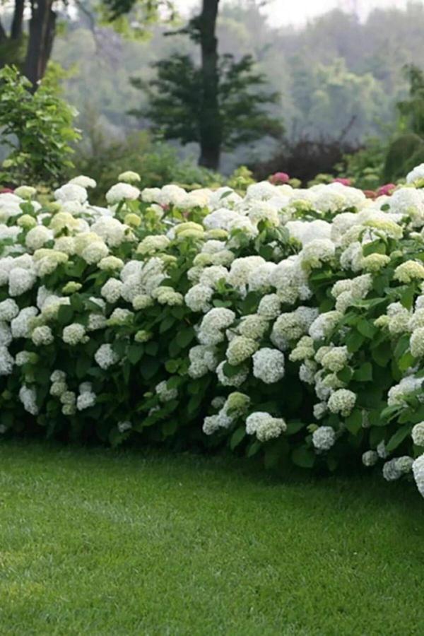 2 Adet Çınar Yapraklı Beyaz Kartopu Çiçeği 80-100 cm - Image 1