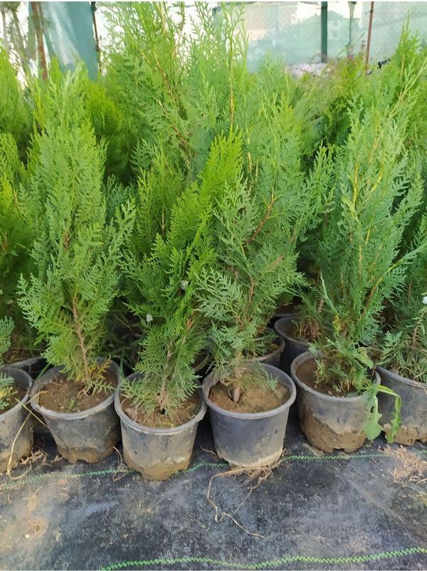 2 Adet Çit Mazı Saksılı 40-70 cm - Image 1