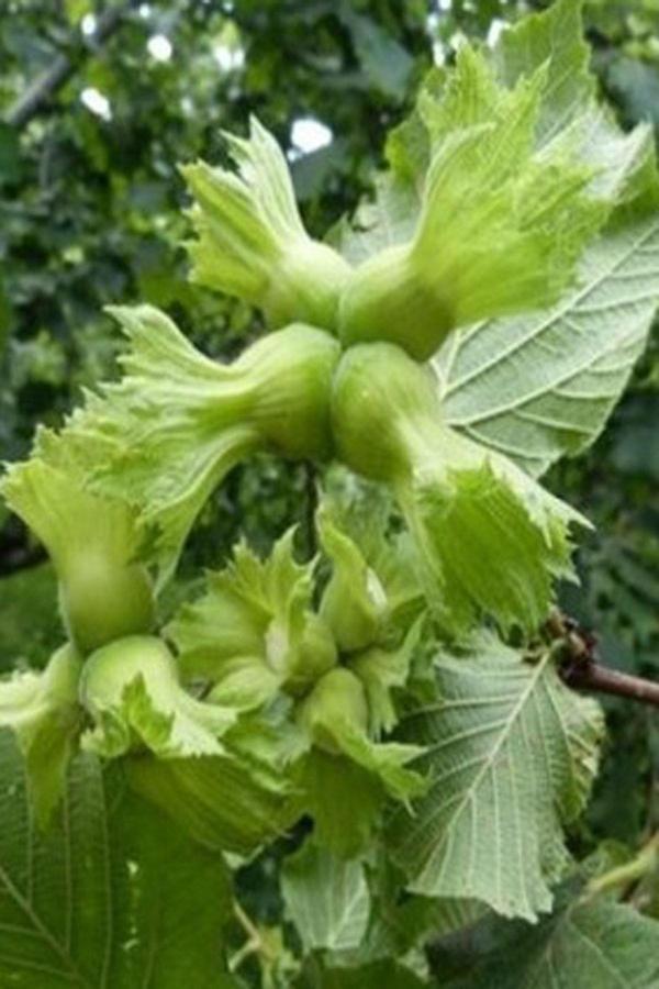 2 Adet Fındık Fidanı Corylus Colurna Cins 80-100 Cm Açık Kök 2-3 Yaş - Image 1