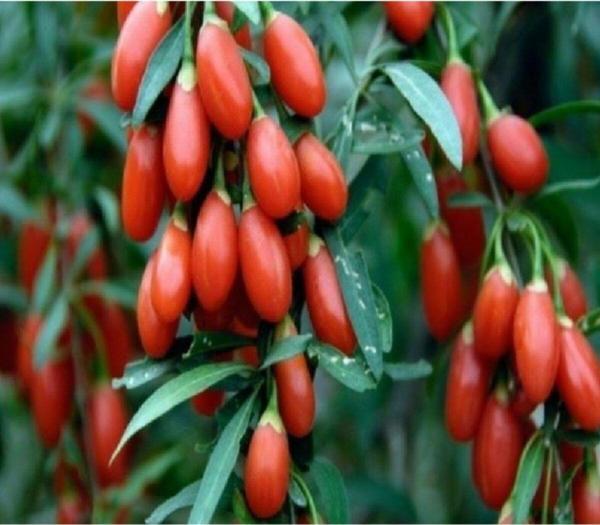 2 Adet Goji Berry ( Kurt Üzümü ) 2 Yaşında Potda - Image 1