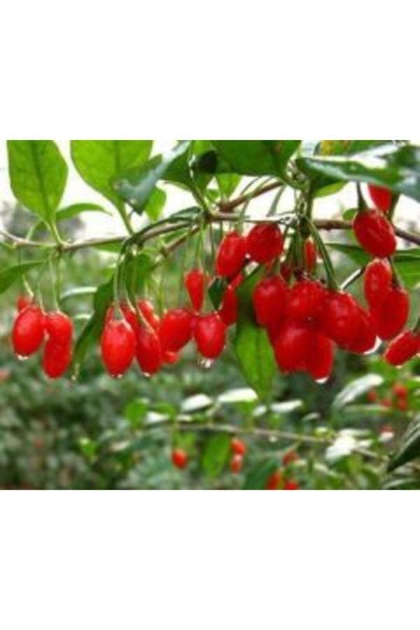2 Adet Goji Berry Fidanı ( Damaye ) Tombul Meyve Tüplü 1 Yaş 12 Ay Dikebilirsiniz.... - Image 1