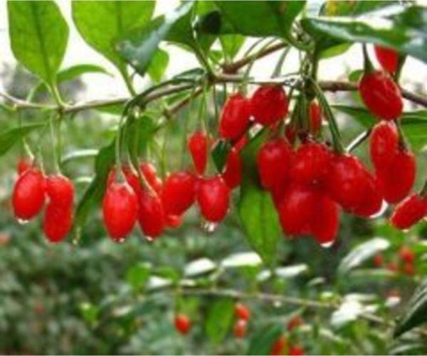 2 Adet Goji Berry Fidanı ( Damaye ) Tombul Meyve Tüplü 1 Yaş 12 Ay Dikebilirsiniz.... - Image 1