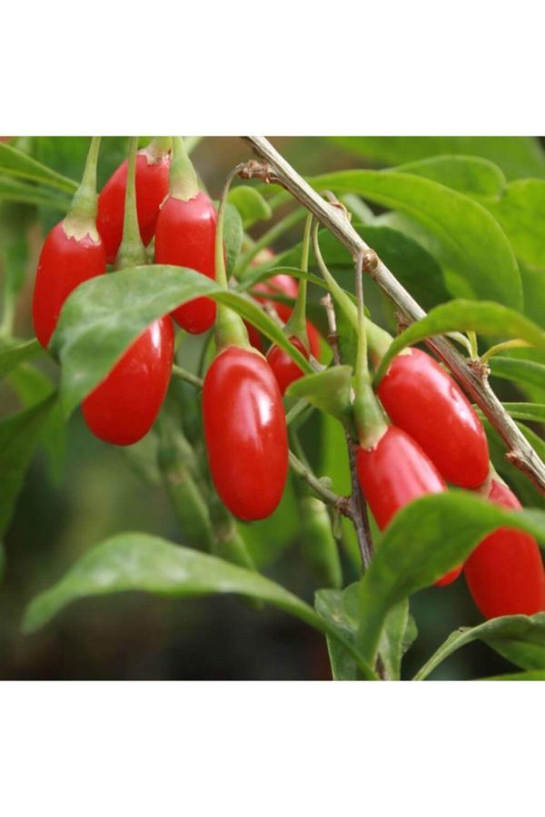 2 Adet Goji Berry Fidanı ( Nq7 ) Uzun Meyve Tüplü 1 Yaş 12 Ay Dikebilirsiniz.... - Image 1