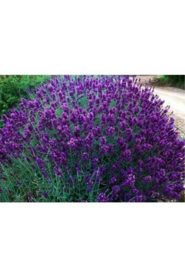Lavanta Fidanı ( Kokulu ) ( Tüplü Veya Saksılı )lavanta Fidanı ( - Image 1