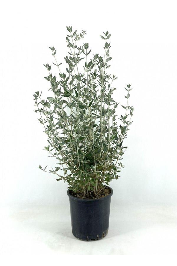 Zeytin Çalısı 40-50 Cm - Image 1