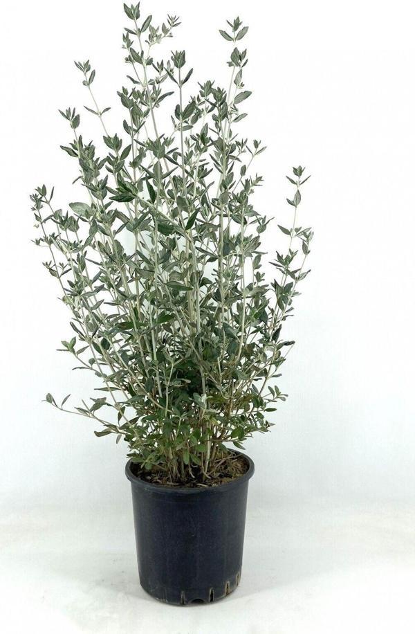 Zeytin Çalısı 40-50 Cm - Image 1