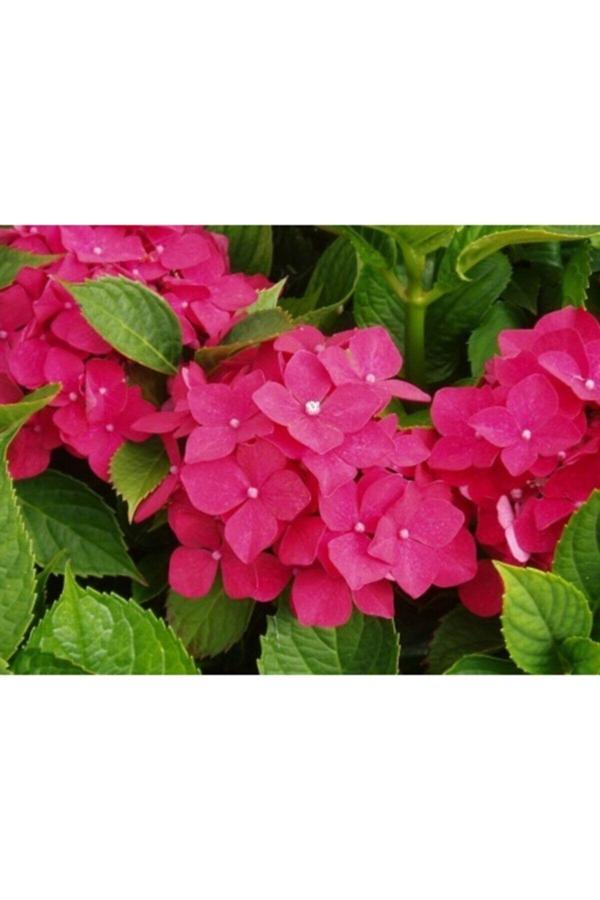 2 Adet Ortanca Fidanı Saksılı 20 Cm Karışık - Image 1