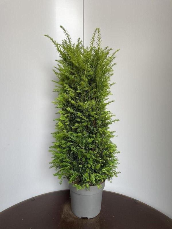 2 Adet Porsuk Çamı 30-40 cm - Image 1