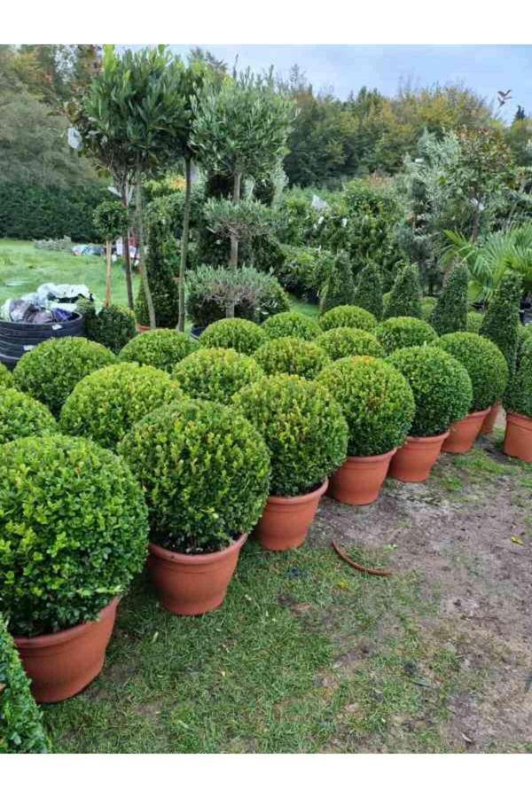 2 Adet Saksılı Şimşir (buxus Sempervirens)  Fidanı30-40 cm - Image 1