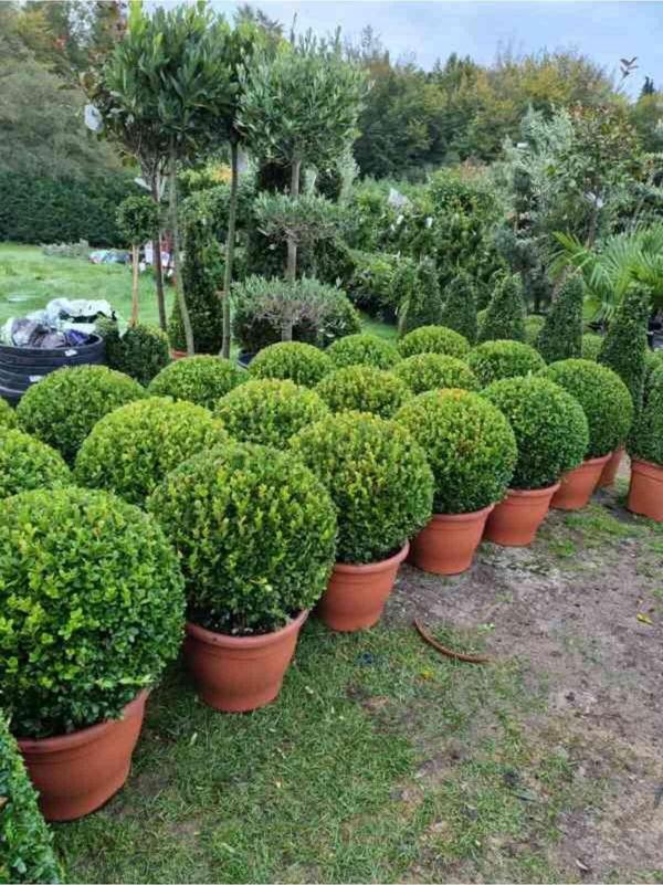2 Adet Saksılı Şimşir (buxus Sempervirens)  Fidanı30-40 cm - Image 1