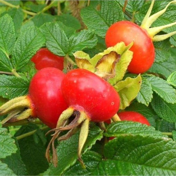 2 Adet Tüplü Büyük Meyveli Rosa Rugosa Kuşburnu Fidanı - Image 1