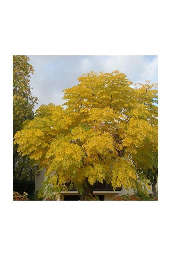 Tesbih Ağacı Fidanı 30-50 cm - Image 1